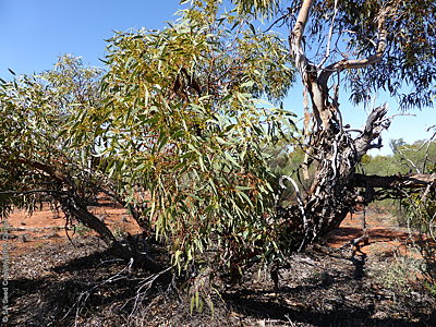 Eucalyptus socialis ssp. victoriensis, 50.9 km W of Oak Valley, NW, May 2014, by SA Seed Conservation Centre, habit1